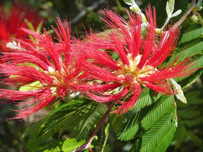 Descripción: D:\JM-disco duro\Vasculares x familia-todas\FOTOS\FOTOS CARPETAS DISCO ORIGINAL (SIN ORDEN)\MIMOSACEAE EXOTICAS DCJMB665\Calliandra tweediei FW561500348.jpg